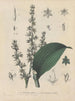 Boek over giftige planten Pl04 - Friedrich Berge — weergave van het kunstwerk