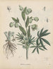 Boek van giftige planten Pl21 - Friedrich Berge — weergave van het kunstwerk
