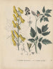 Boek van giftige planten Pl22 - Friedrich Berge — weergave van het kunstwerk