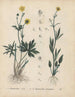 Livre sur les plantes toxiques Pl25 - Friedrich Berge — artwork view