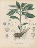 Boek over giftige planten Pl27 - Friedrich Berge — weergave van het kunstwerk