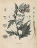 Boek over giftige planten Pl31 - Friedrich Berge — weergave van het kunstwerk