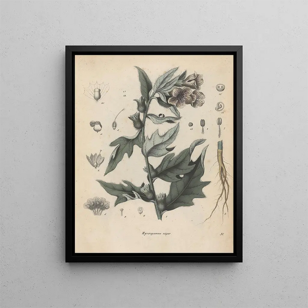 Boek over giftige planten Pl31 - Friedrich Berge — ingelijst kunstwerk aan de muur