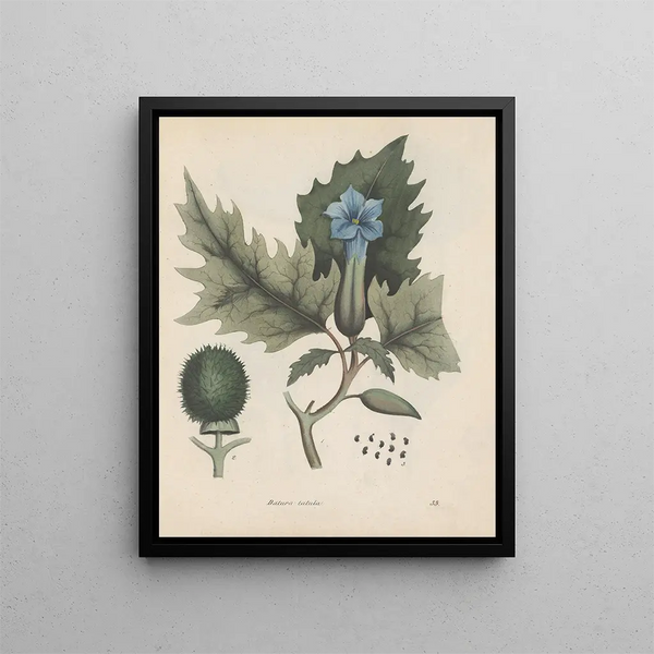 Boek over giftige planten Pl33 - Friedrich Berge — ingelijst kunstwerk aan de muur