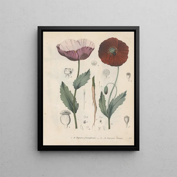Boek over giftige planten Pl34 - Friedrich Berge — ingelijst kunstwerk aan de muur