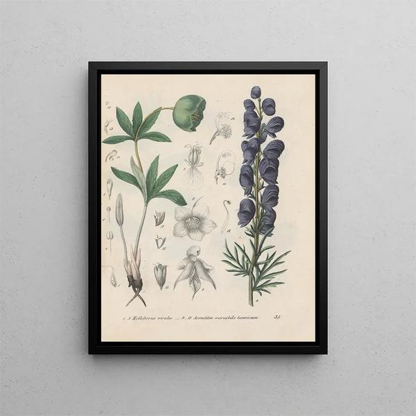 Boek over giftige planten Pl35 - Friedrich Berge — ingelijst kunstwerk aan de muur
