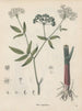 Boek over giftige planten Pl37 - Friedrich Berge — weergave van het kunstwerk