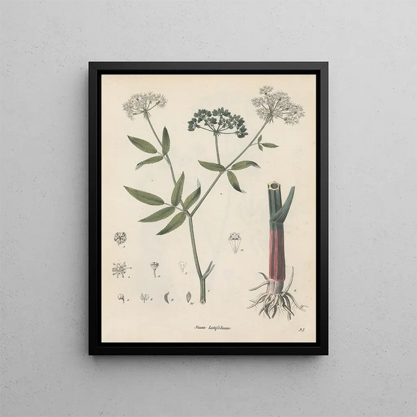 Boek over giftige planten Pl37 - Friedrich Berge — ingelijst kunstwerk aan de muur