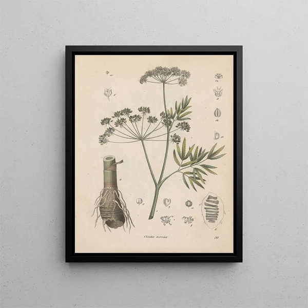 Boek over giftige planten Pl38 - Friedrich Berge — ingelijst kunstwerk aan de muur
