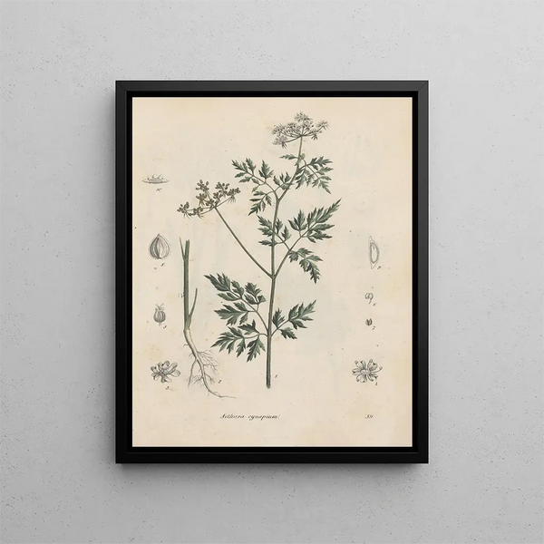 Boek over giftige planten Pl39 - Friedrich Berge — ingelijst kunstwerk aan de muur