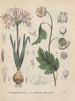Boek over giftige planten Pl40 - Friedrich Berge — weergave van het kunstwerk
