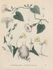 Boek over giftige planten Pl41 - Friedrich Berge — weergave van het kunstwerk
