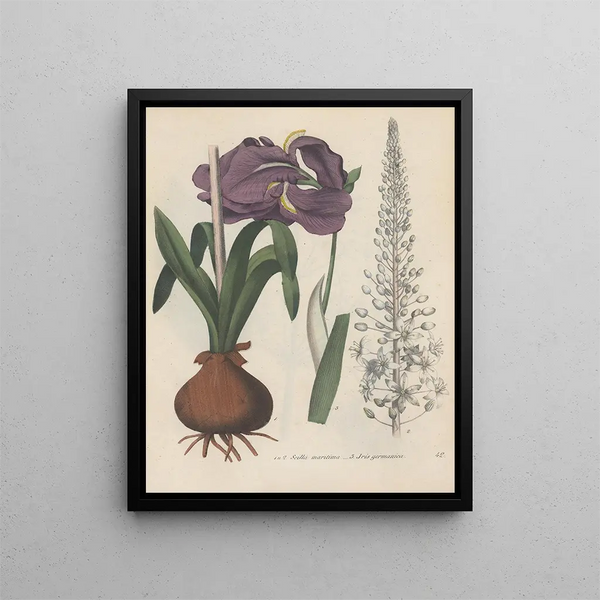Friedrich Berge - GiftpflanzenBuch Pl42.webp