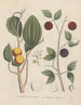Boek over giftige planten Pl45 - Friedrich Berge — weergave van het kunstwerk