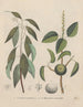 Boek over giftige planten Pl50 - Friedrich Berge — weergave van het kunstwerk