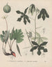 Boek over giftige planten Pl53 - Friedrich Berge — weergave van het kunstwerk