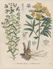 Boek over giftige planten Pl54 - Friedrich Berge — weergave van het kunstwerk