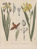 Boek over giftige planten Pl58 - Friedrich Berge — weergave van het kunstwerk