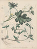 Boek over giftige planten Pl59 - Friedrich Berge — weergave van het kunstwerk