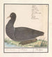 Fulica atra - Anselmus Botius de Boodt — weergave van het kunstwerk