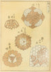 Bijutsukai Pl126 - Furuya Korin — weergave van het kunstwerk