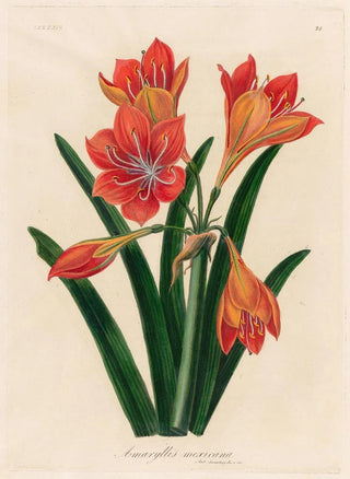 Gaetano Savi - Amaryllis mexicana.webp