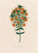 Anagallis collina - Gaetano Savi — weergave van het kunstwerk