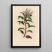 Arbutus andrachne - Gaetano Savi — ingelijst kunstwerk aan de muur
