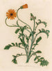 Aretotis aspera flore aureo - Gaetano Savi — weergave van het kunstwerk