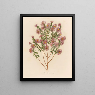 Gaetano Savi - Aster Sericeus.webp