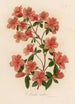 Azalea indica - Gaetano Savi — weergave van het kunstwerk