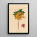 Azalea pontica - Gaetano Savi — framed artwork on a wall