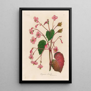 Gaetano Savi - Begonia discolor.webp