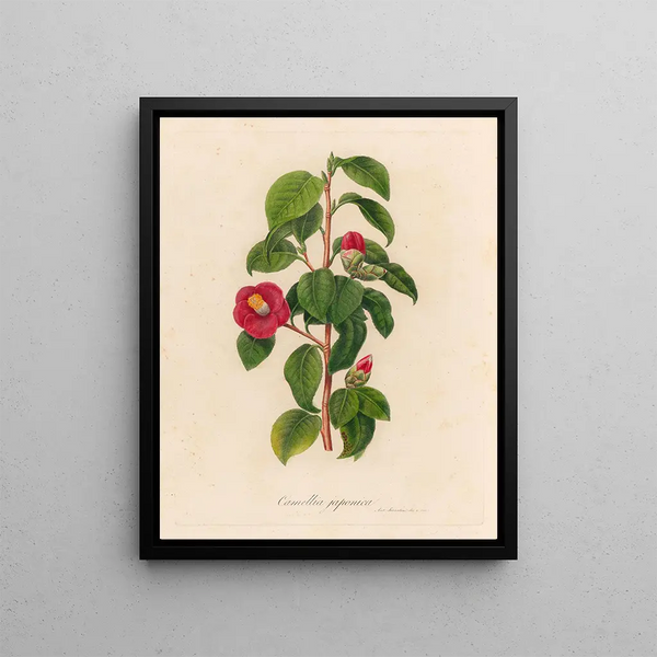 Gaetano Savi - Camellia japonica.webp
