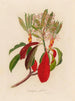 Crataegus glabra - Gaetano Savi — weergave van het kunstwerk