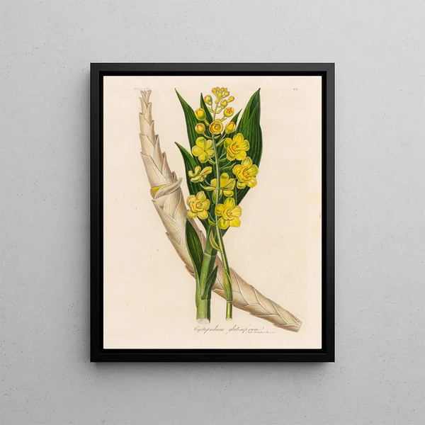 Gaetano Savi - Cyrtopodium glutiniferum.webp