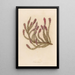 Erica carnea - Gaetano Savi — ingelijst kunstwerk aan de muur