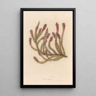 Gaetano Savi - Erica carnea.webp