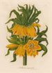 Fritillaria imperialis - Gaetano Savi — artwork view