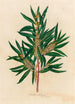 Hakea saligna - Gaetano Savi — weergave van het kunstwerk