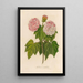 Hibiscus mutabilis - Gaetano Savi — ingelijst kunstwerk aan de muur