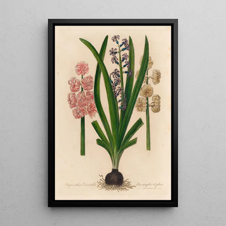 Gaetano Savi - Hyacinthus Orientalis flore simplici et pleno.webp