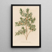 Leptospermum emarginatum - Gaetano Savi — ingelijst kunstwerk aan de muur