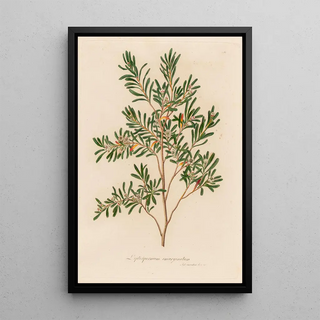 Gaetano Savi - Leptospermum emarginatum.webp