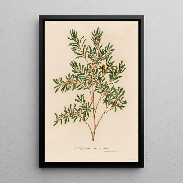 Gaetano Savi - Leptospermum emarginatum.webp