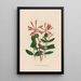 Lonicera sempervirens - Gaetano Savi — ingelijst kunstwerk aan de muur