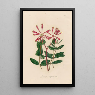 Gaetano Savi - Lonicera sempervirens.webp