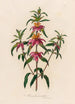 Monarda punctata - Gaetano Savi — weergave van het kunstwerk