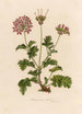 Pelargonium bicolor - Gaetano Savi — weergave van het kunstwerk