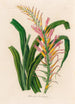 Pitcairnia lanuginosa - Gaetano Savi — artwork view
